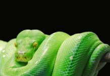 Co to jest język Python?